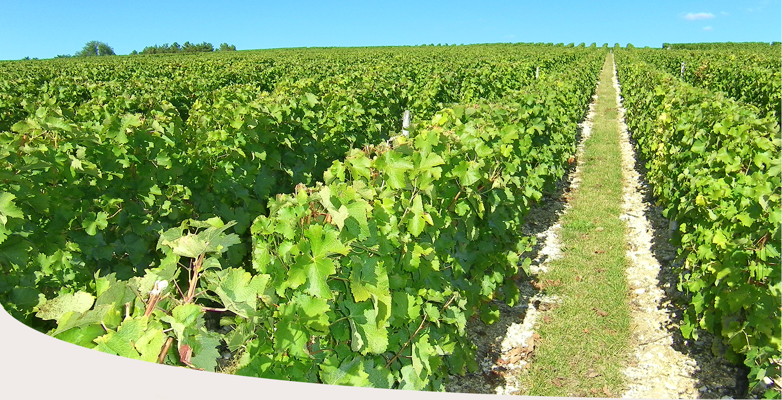 Domaine Des Vieux PRUNIERS - EARL Christian THIROT FOURNIER