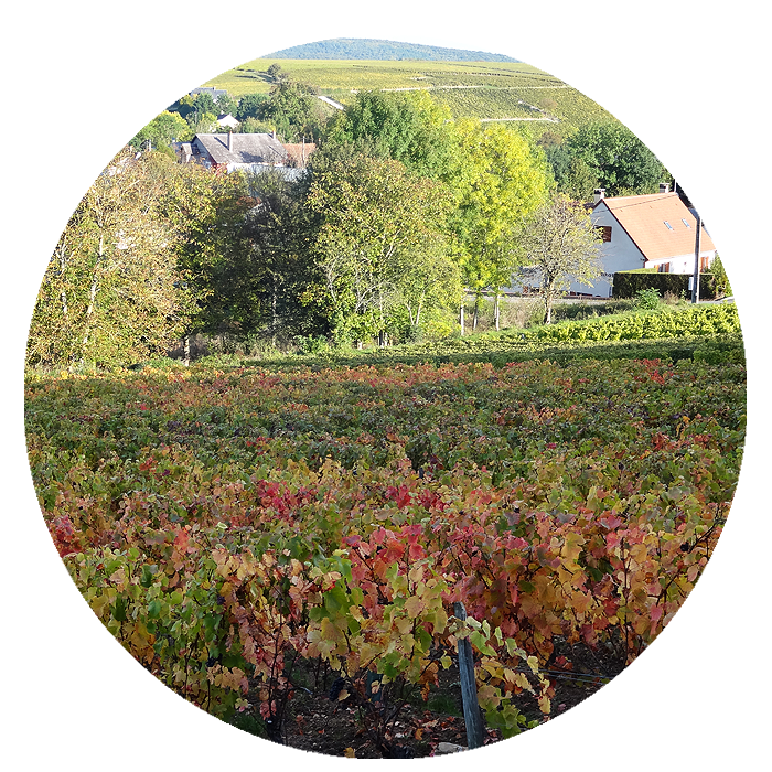 Domaine des Vieux Pruniers : votre vignoble à Bué près de Sancerre dans le Cher (18)